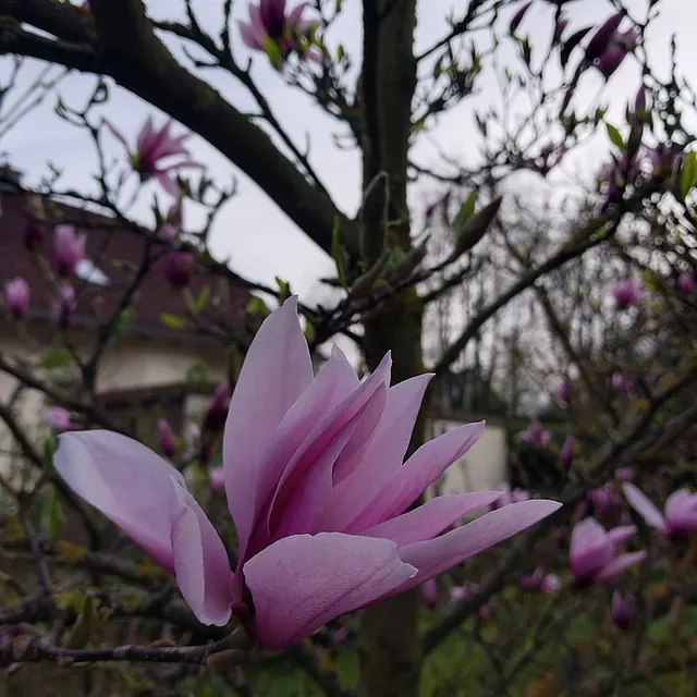 *Purpur-Magnolie 'Susan'* (Magnolia liliiflora 'Susan')