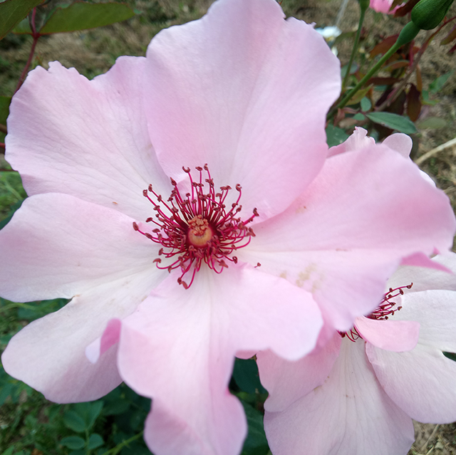 Edelrosen im im Sortiment der GartenBaumschule Lehnert - Bodendecker, Obstbäume, Rosen, Ziersträucher und Heckenpflanzen aus Sangerhausen