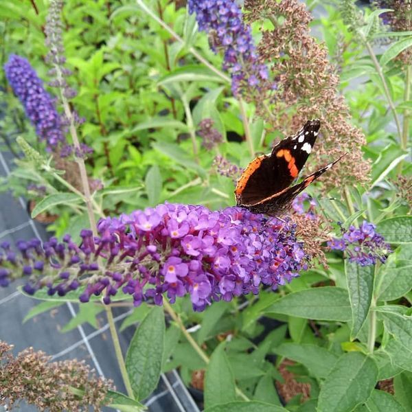*Sommerflieder* (Buddleja davidii)