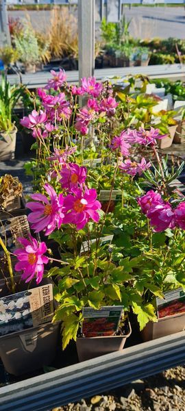 *Japan-Herbst-Anemone 'Pamina'* (Anemone japonica 'Pamina')
