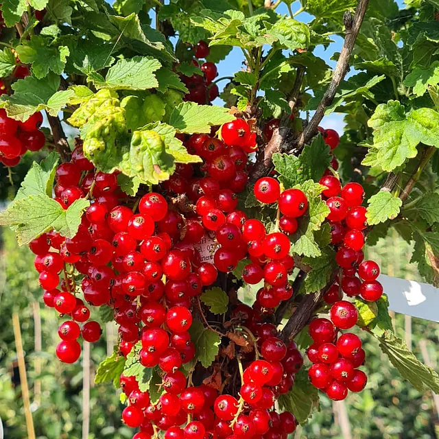 *Rote Johannisbeere 'Jonkheer van Tets'* (Ribes rubrum 'Jonkheer van Tets')