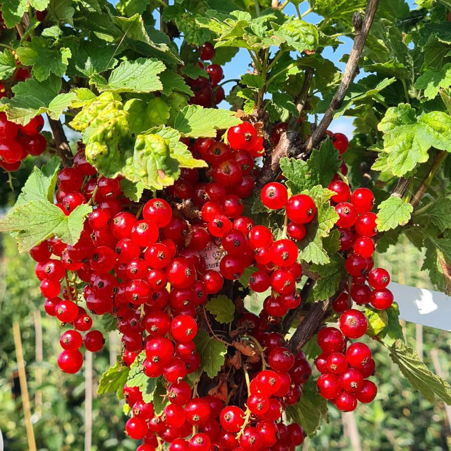 *Rote Johannisbeere 'Jonkheer van Tets'* (Ribes rubrum 'Jonkheer van Tets')