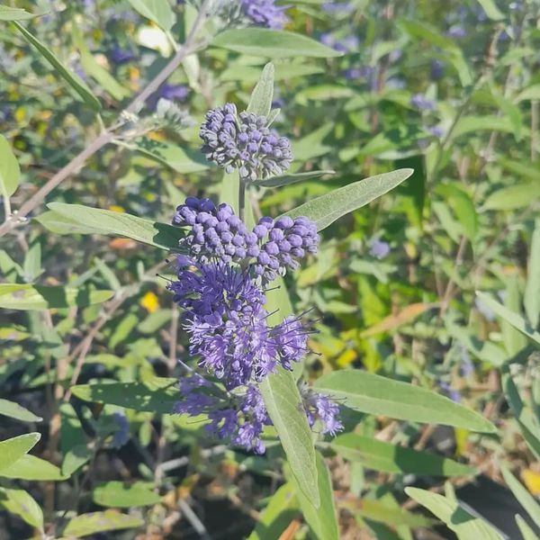 *Bartblume* (Caryopteris clandonensis 'Heavenly Blue') 