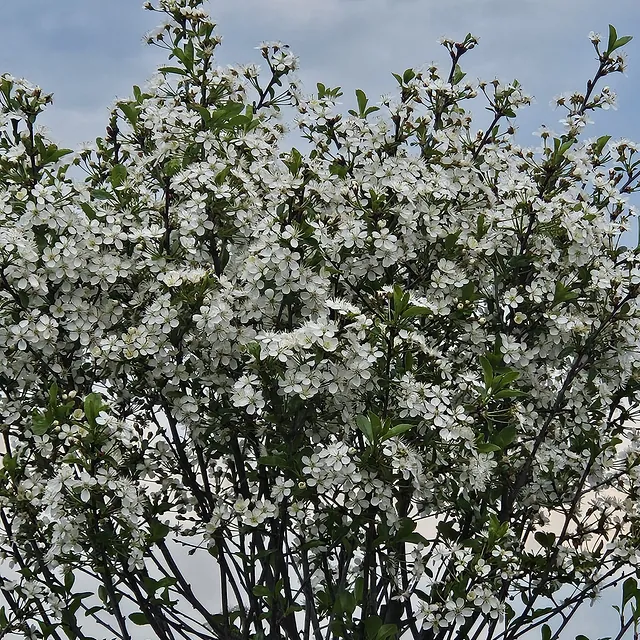 *Kugel-Steppenkirsche* (Prunus fructicosa 'Globosa')