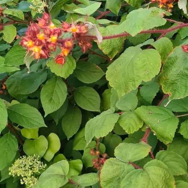 *Japanische Weinbeere* (Rubus phoenicolasius)