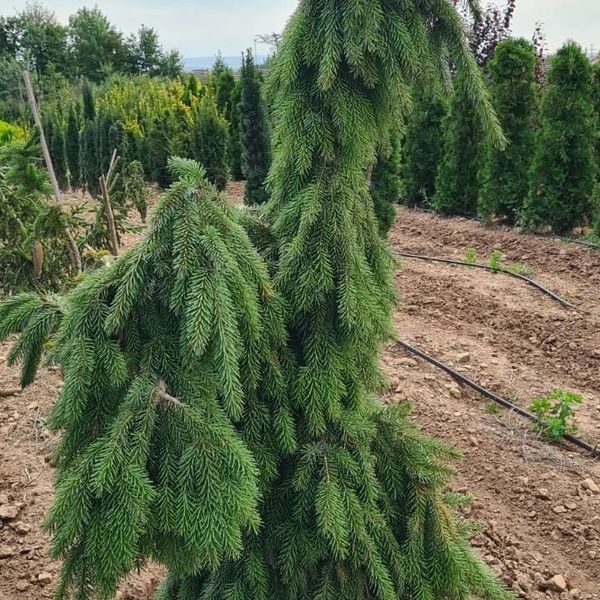 *Serbische Hängefichte* (Picea omorika 'Pendula Bruns')