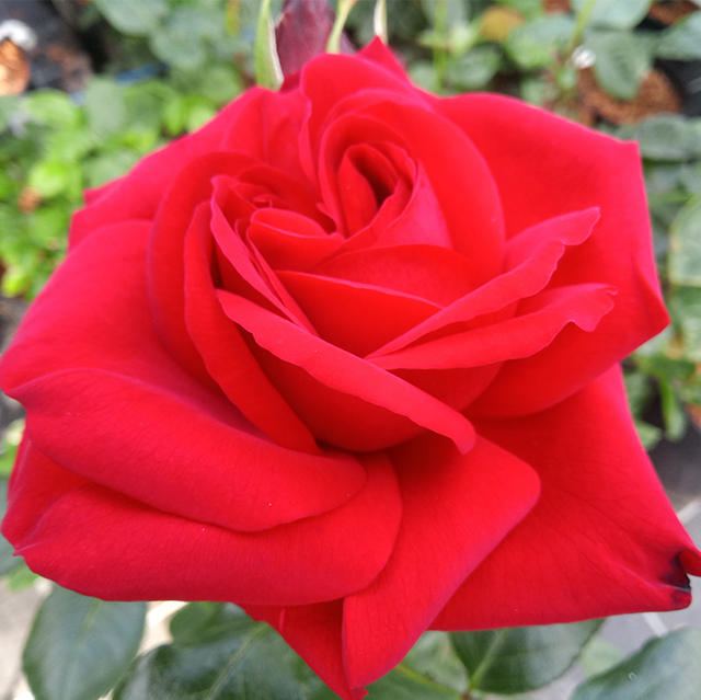 Seltene Rosen im Sortiment der GartenBaumschule Lehnert - Bodendecker, Obstbäume, Rosen, Ziersträucher und Heckenpflanzen aus Sangerhausen