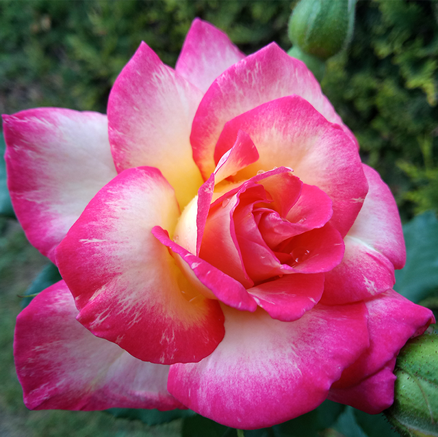 Seltene Rosen im Sortiment der GartenBaumschule Lehnert - Bodendecker, Obstbäume, Rosen, Ziersträucher und Heckenpflanzen aus Sangerhausen