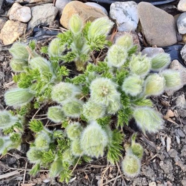 *Küchenschelle* (Pulsatilla vulgaris)