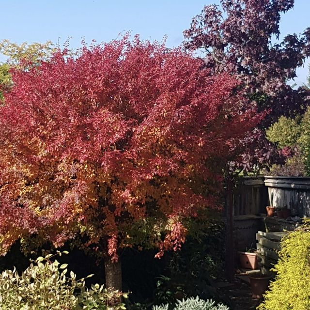 *Zick-Zack-Kirsche* (Prunus incisa 'Kojou-no-mai')