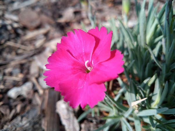 *Pfingstnelke* (Dianthus caesius)