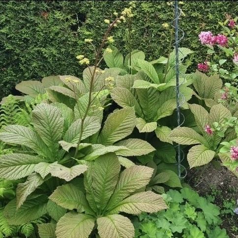 *Kastanienblättriges Schaublatt* (Rodgersia aesculifolia)
