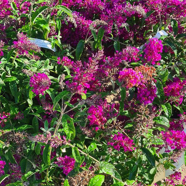 *Zwerg-Sommerflieder 'Summer Bird Magenta'* (Buddleja davidii 'Summer Bird Magenta')