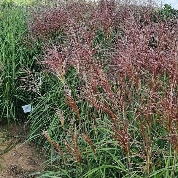 *Chinaschilf in verschiedenen Sorten* (Miscanthus sinensis)