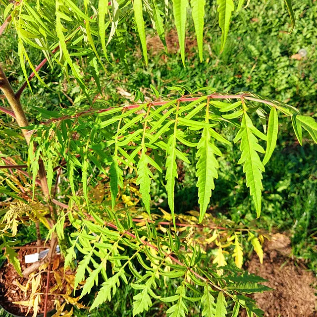 *Gelbgrüner Essigbaum 'Tiger Eyes'* (Rhus typhina 'Tiger Eyes')