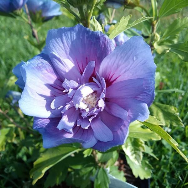 Hibiskus 'Chiffon' in Sorten (Hibiscus syriacus 'Chiffon')