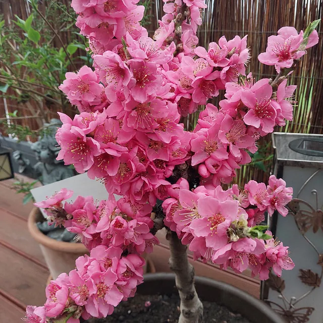 *Zwergpfirsich* (Prunus persica)