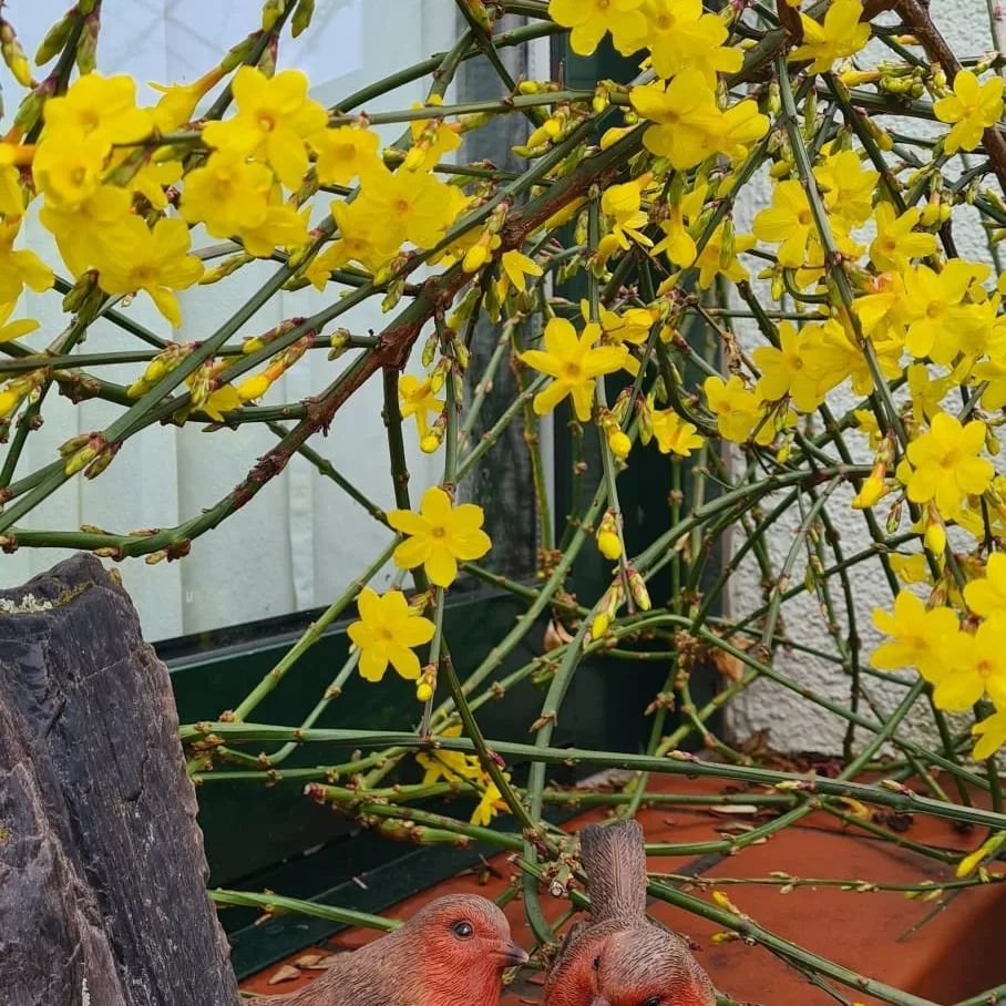 *Winterjasmin* (Jasminum nudiflorum)