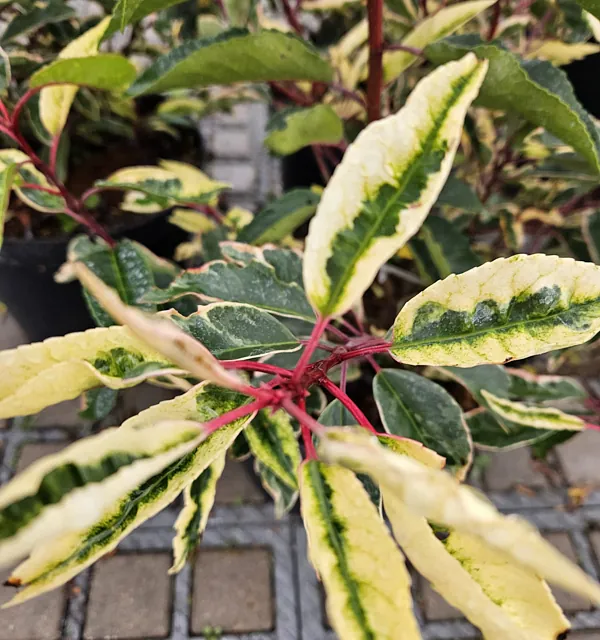 *Portugiesischer Kirschlorbeer 'Variegata'* (Prunus lusitanica 'Variegata')