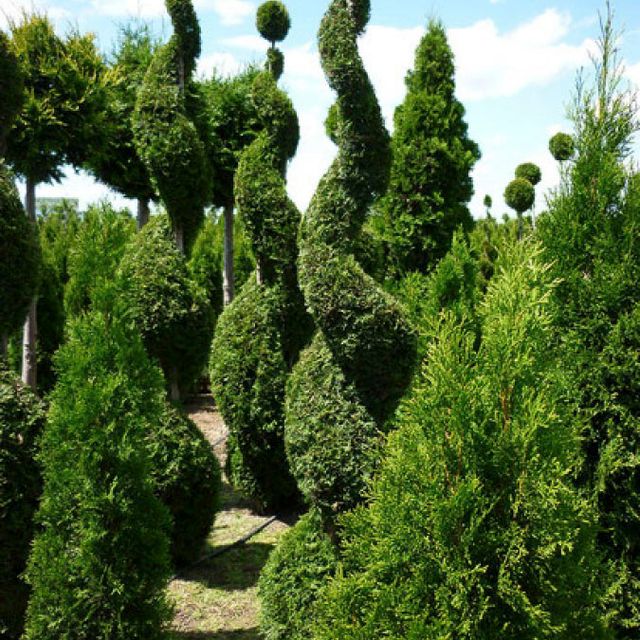 Formgehölze - Thuja - im Sortiment der GartenBaumschule Lehnert - Bodendecker, Obstbäume, Rosen, Ziersträucher und Heckenpflanzen aus Sangerhausen