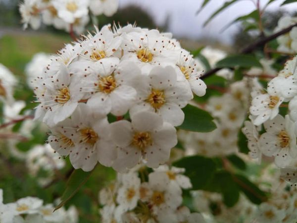 *Prachtspiere* (Spiraea x vanhouttei)