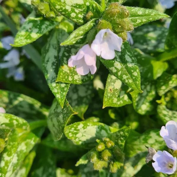 *Lungenkraut 'Opal'* (Pulmonaria saccharata 'Opal')