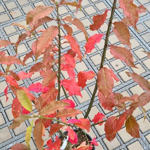 *Pfaffenhütchen* (Euonymus europaeus)