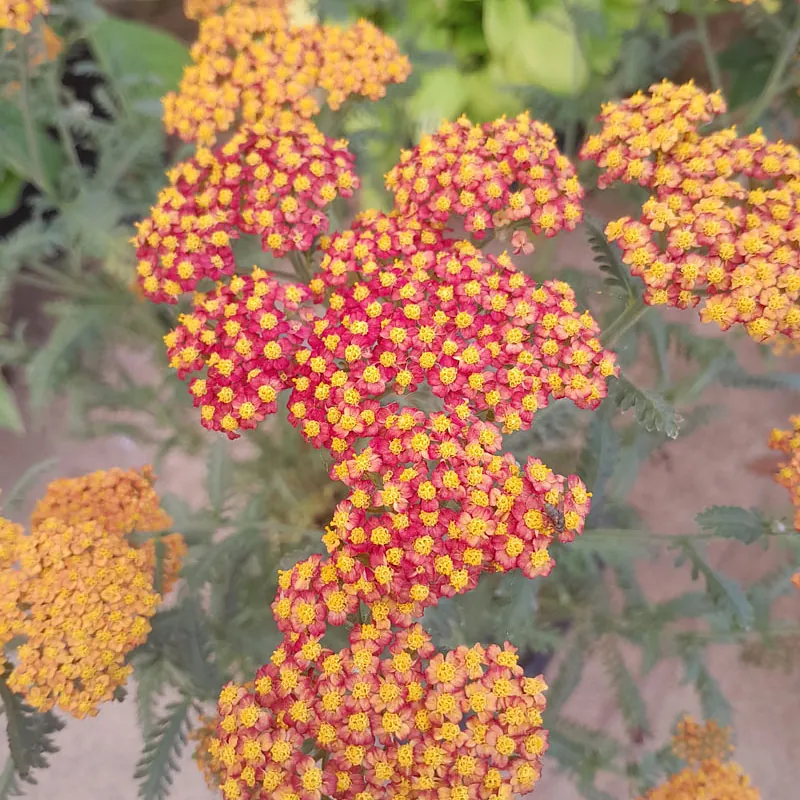 *Schafgarbe i.S.* (Achillea i.S.)