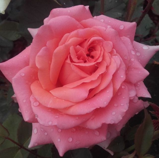Edelrosen im im Sortiment der GartenBaumschule Lehnert - Bodendecker, Obstbäume, Rosen, Ziersträucher und Heckenpflanzen aus Sangerhausen
