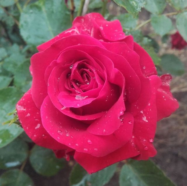 Edelrosen im im Sortiment der GartenBaumschule Lehnert - Bodendecker, Obstbäume, Rosen, Ziersträucher und Heckenpflanzen aus Sangerhausen