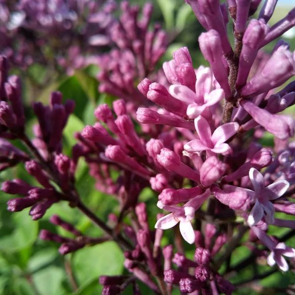 *Zwerg-Duftflieder* (Syringa mayeri 'Palibin')