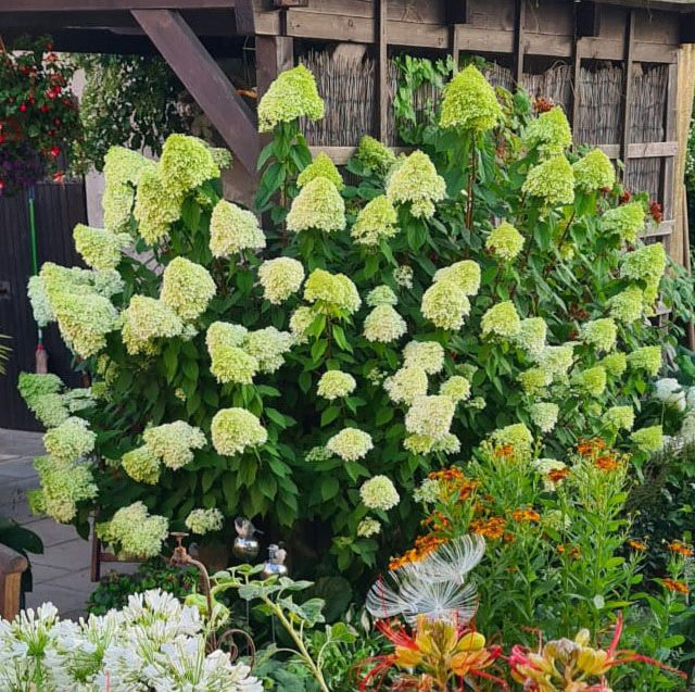 *Rispenhortensie 'Limelight'* (Hydrangea paniculata 'Limelight')