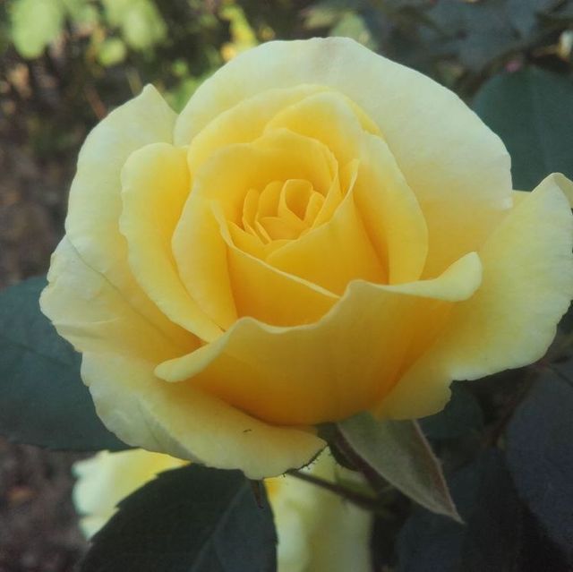 Edelrosen im im Sortiment der GartenBaumschule Lehnert - Bodendecker, Obstbäume, Rosen, Ziersträucher und Heckenpflanzen aus Sangerhausen