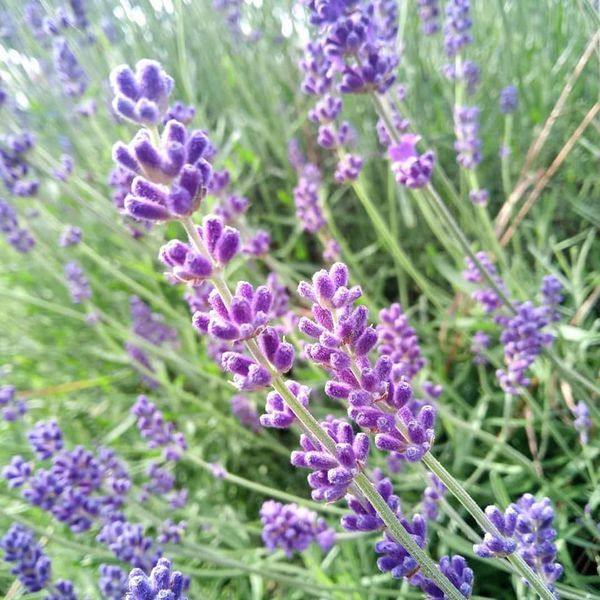 *Lavendel* (Lavandula augustifolia)