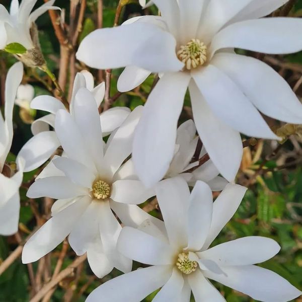 *Sternmagnolie* (Magnolia stellata)