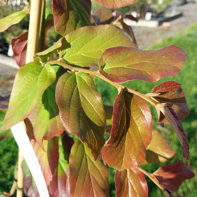 *Persischer Eisenholzbaum 'Select'* (Parrotia persica 'Select')