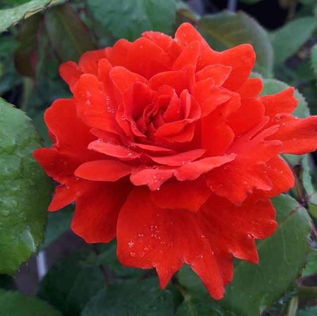 Edelrosen im im Sortiment der GartenBaumschule Lehnert - Bodendecker, Obstbäume, Rosen, Ziersträucher und Heckenpflanzen aus Sangerhausen