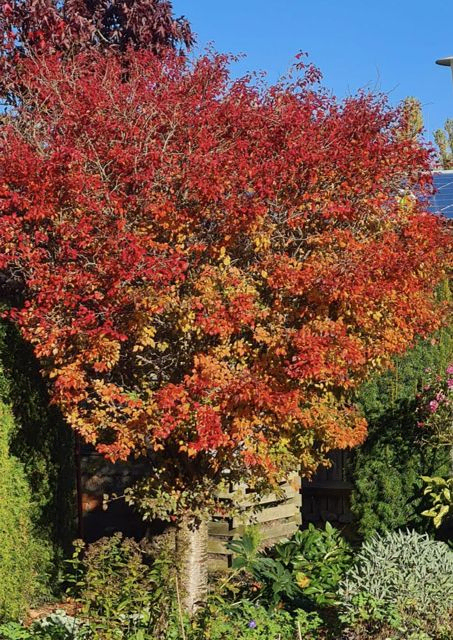 *Zick-Zack-Kirsche* (Prunus incisa 'Kojou-no-mai')