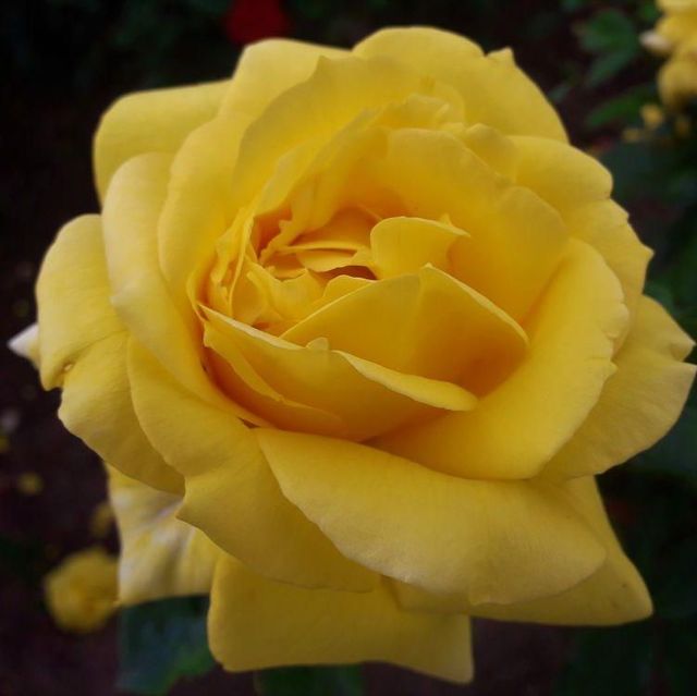 Edelrosen im im Sortiment der GartenBaumschule Lehnert - Bodendecker, Obstbäume, Rosen, Ziersträucher und Heckenpflanzen aus Sangerhausen
