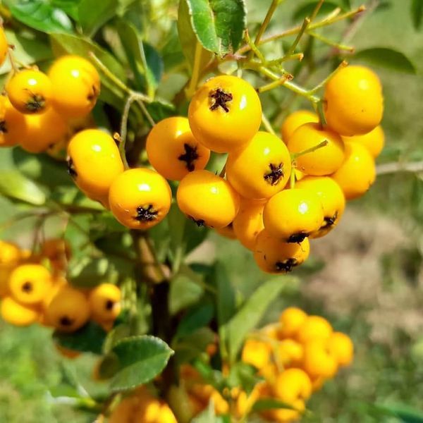 *Feuerdorn* (Pyracantha 'in verschiedenen Sorten')