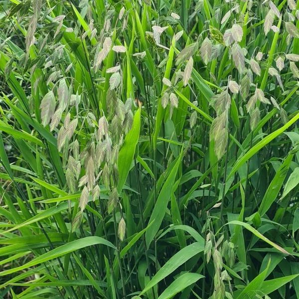 *Plattährengras* (Chasmanthium latifolium)