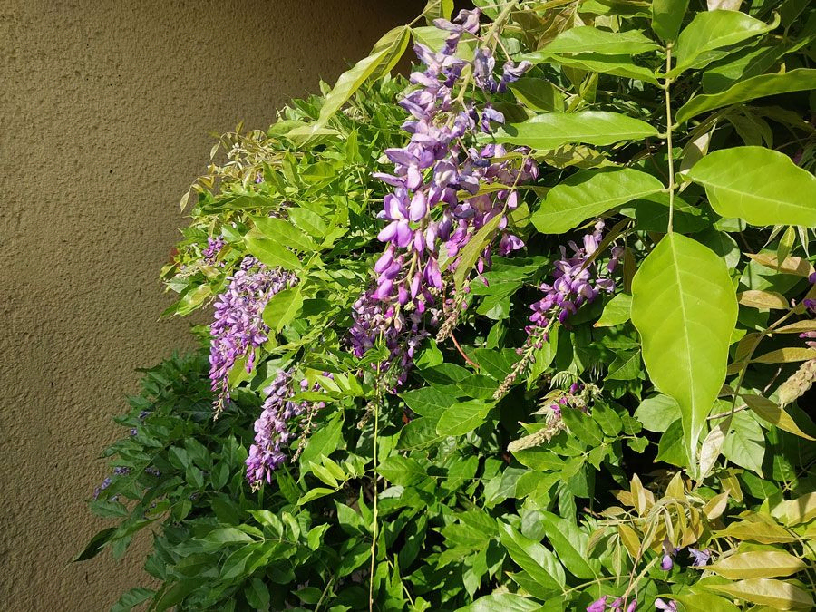 *Blauregen 'in Sorten'* (Wisteria floribunda 'in Sorten')