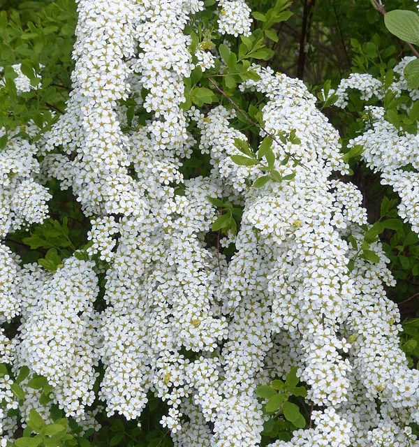 *Weiße Rispenspiere 'Grefsheim'* (Spiraea cinerea 'Grefsheim')