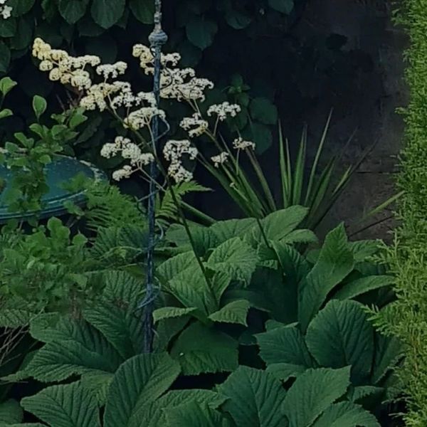 *Kastanienblättriges Schaublatt* (Rodgersia aesculifolia)