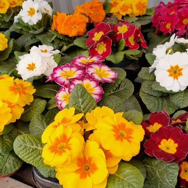 *Primel* (Primula vulgaris)
