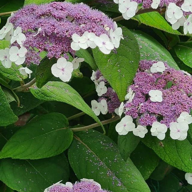 *Samthortensie 'Macrophylla'* (Hydrangea aspera 'Macrophylla')