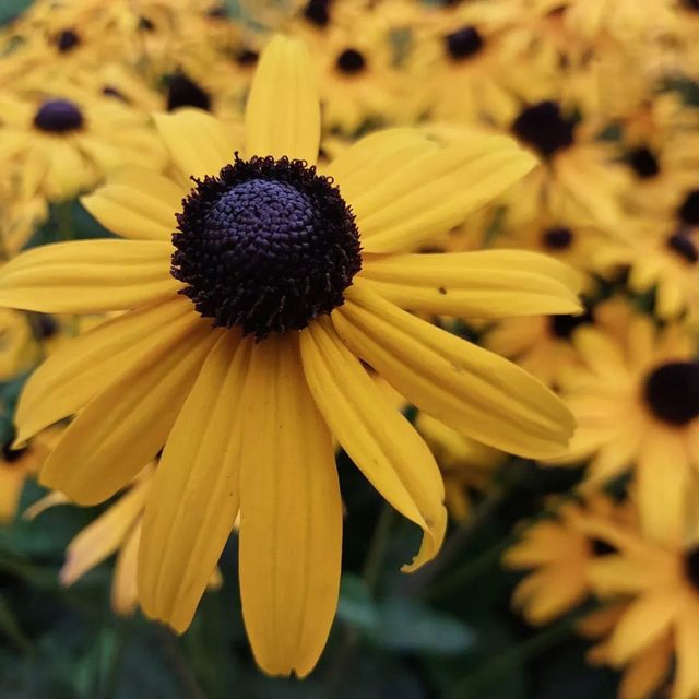 *Sonnenhut 'Goldsturm'* (Rudbeckia fulgida var. sullivantii 'Goldsturm')