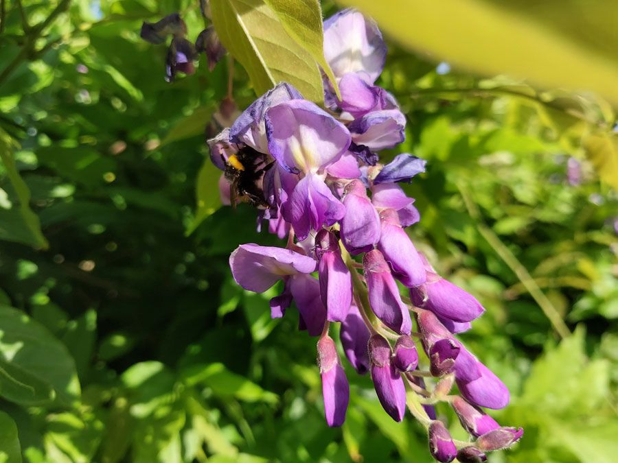*Blauregen 'in Sorten'* (Wisteria floribunda 'in Sorten')