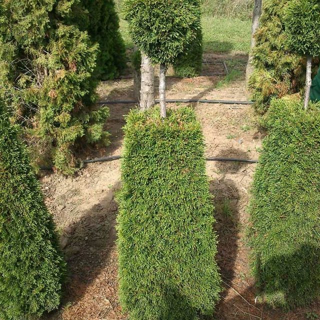 Formgehölze - Thuja - im Sortiment der GartenBaumschule Lehnert - Bodendecker, Obstbäume, Rosen, Ziersträucher und Heckenpflanzen aus Sangerhausen