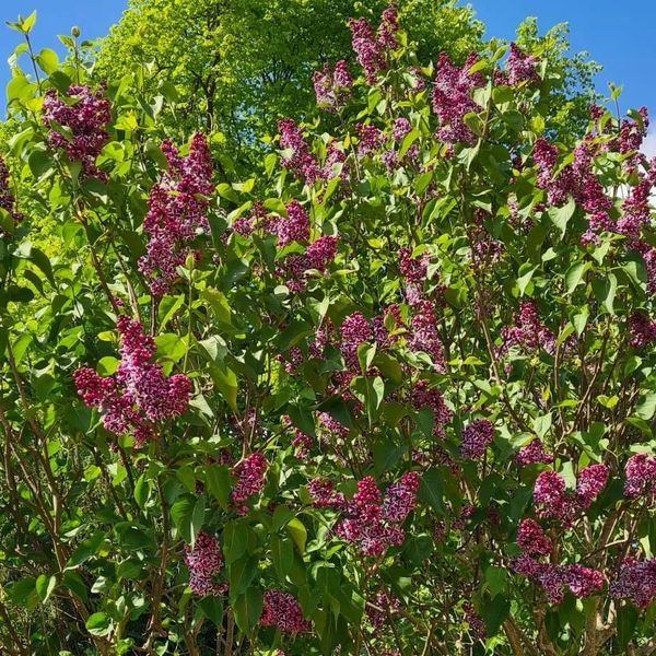 *Edelflieder 'Sensation'* (Syringa vulgaris 'Sensation')